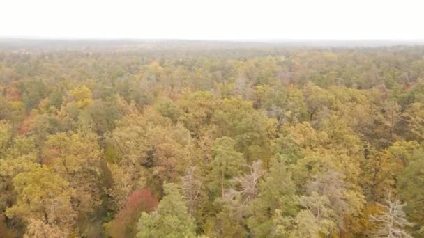 Осінній ліс з деревами по днях — стокове відео