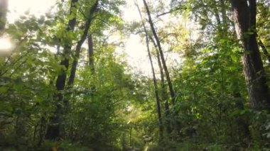 Gündüzleri ağaçlı sonbahar ormanı