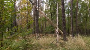 Gündüzleri ağaçlı sonbahar ormanı