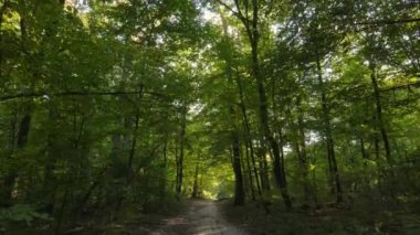 Gündüzleri ağaçlı sonbahar ormanı