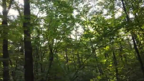 Jesienny las z drzewami w dzień — Wideo stockowe