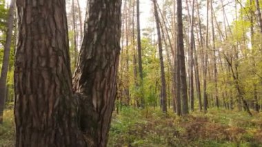 Gündüzleri ağaçlı sonbahar ormanı