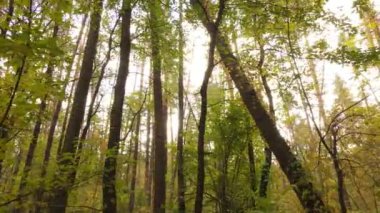 Gündüzleri ağaçlı sonbahar ormanı