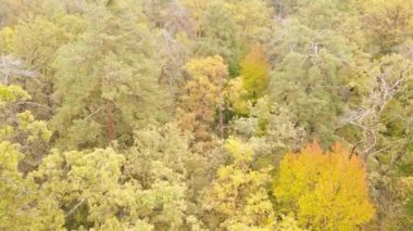 Gündüzleri ağaçlı sonbahar ormanı