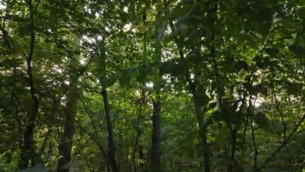 Осенний лес с деревьями днем — стоковое видео
