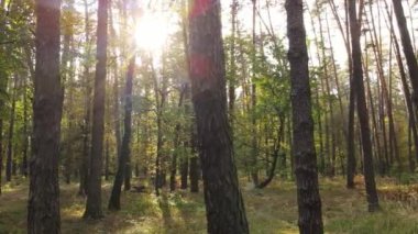 Gündüzleri ağaçlı sonbahar ormanı