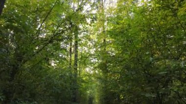 Gündüzleri ağaçlı sonbahar ormanı