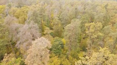 Gündüzleri ağaçlı sonbahar ormanı