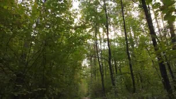 Herfstbos met bomen overdag — Stockvideo