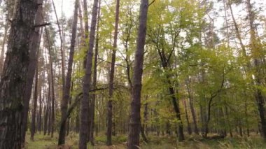 Gündüzleri ağaçlı sonbahar ormanı