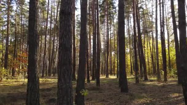 Höstskog med träd på dagen — Stockvideo