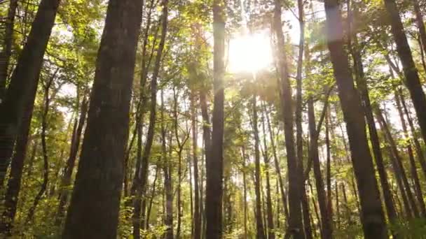 Herbstwald bei Tag mit Bäumen — Stockvideo