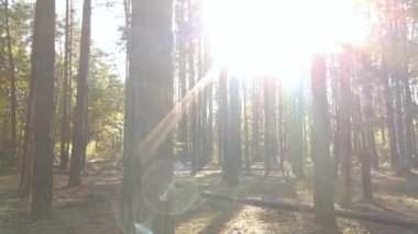 Gündüzleri ağaçlı sonbahar ormanı