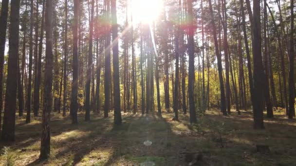 Herfstbos met bomen overdag — Stockvideo