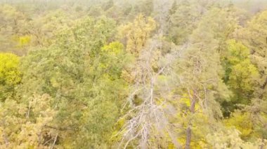 Orman güzel bir sonbahar gününde