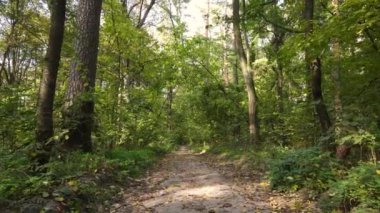 Orman güzel bir sonbahar gününde