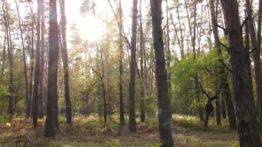 Orman güzel bir sonbahar gününde