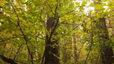 Orman güzel bir sonbahar gününde