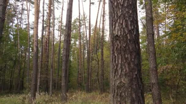 Floresta bela paisagem em um dia de outono — Vídeo de Stock