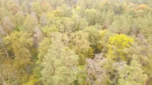 Forêt beau paysage dans un jour d'automne — Video