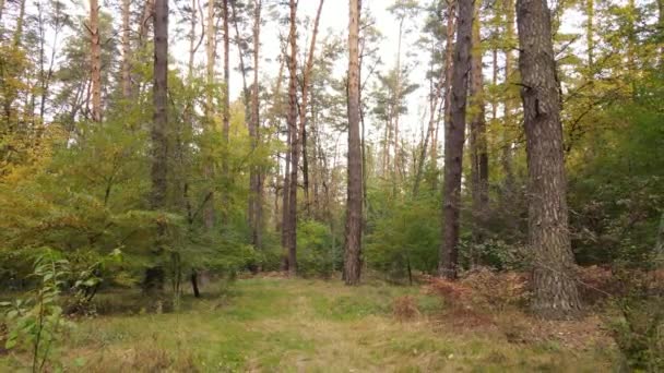 Bosque hermoso paisaje en un día de otoño — Vídeos de Stock