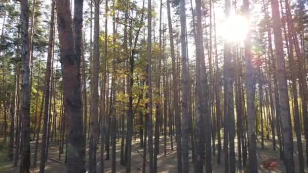 Skog vackert landskap i en höstdag — Stockvideo