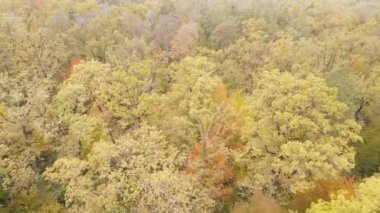 Orman güzel bir sonbahar gününde