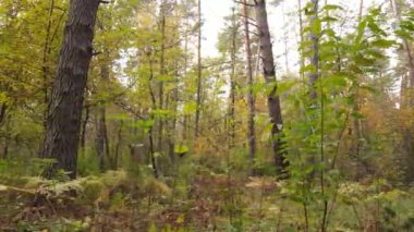 Orman güzel bir sonbahar gününde