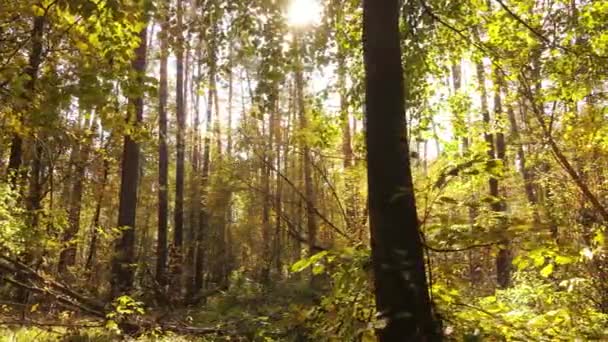 Wald schöne Landschaft an einem Herbsttag — Stockvideo