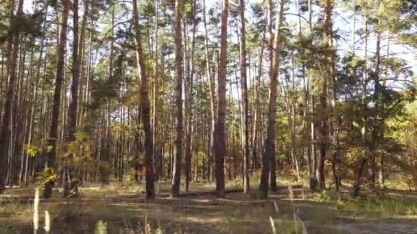 Orman güzel bir sonbahar gününde — Stok video