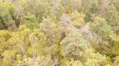 Orman güzel bir sonbahar gününde