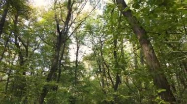 Orman güzel bir sonbahar gününde