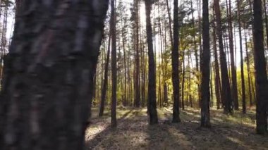 Orman güzel bir sonbahar gününde