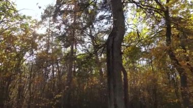 Orman güzel bir sonbahar gününde