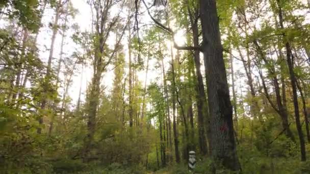 秋天美丽的森林风景 — 图库视频影像