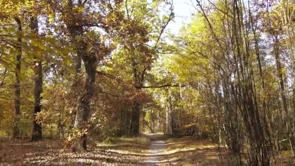 Лес красивый пейзаж в осенний день — стоковое видео