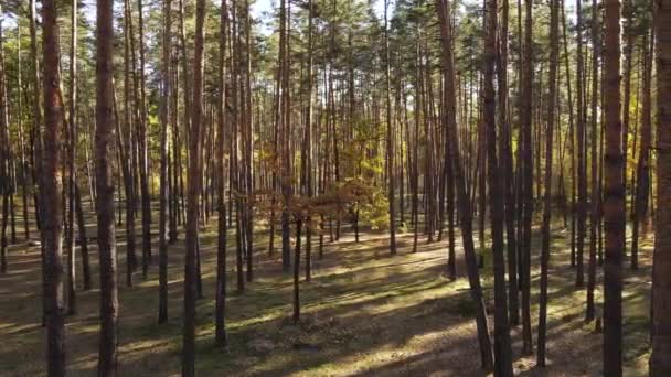 Skog vackert landskap i en höstdag — Stockvideo