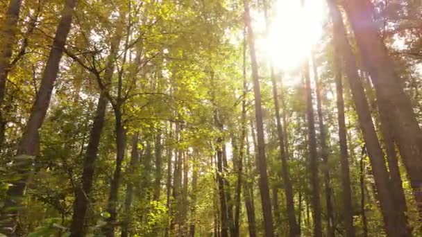 Bosque hermoso paisaje en un día de otoño — Vídeos de Stock