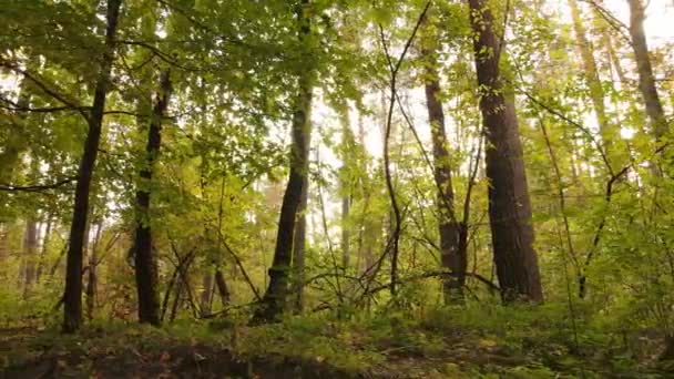 Erdő gyönyörű táj egy őszi napon — Stock videók
