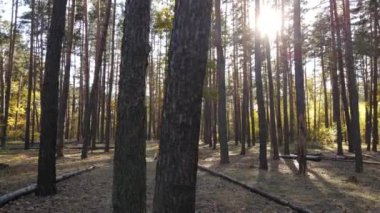 Orman güzel bir sonbahar gününde