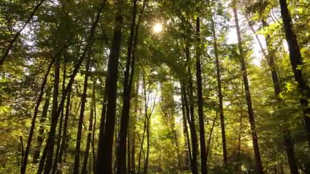Forêt beau paysage dans un jour d'automne — Video