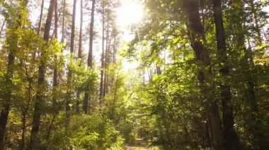 Orman güzel bir sonbahar gününde