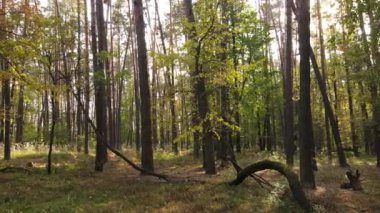 Orman güzel bir sonbahar gününde