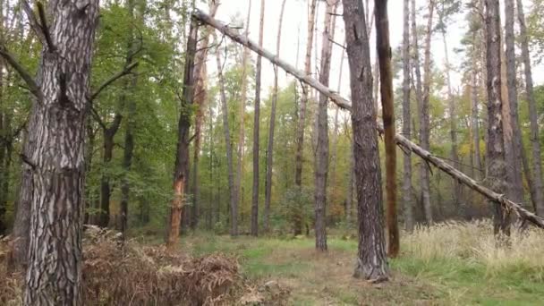 Orman güzel bir sonbahar gününde — Stok video