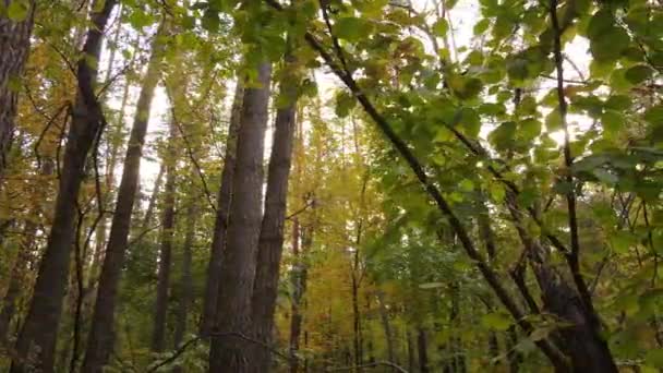 Лісовий красивий пейзаж в осінній день — стокове відео