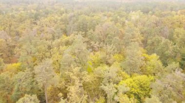Orman güzel bir sonbahar gününde