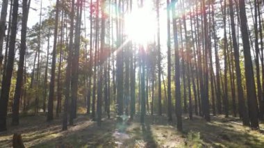 Orman güzel bir sonbahar gününde