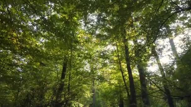 Лісовий красивий пейзаж в осінній день — стокове відео