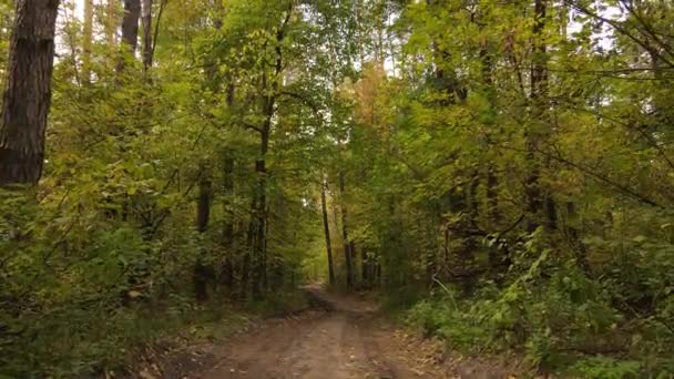 Bosque hermoso paisaje en un día de otoño — Vídeo de stock