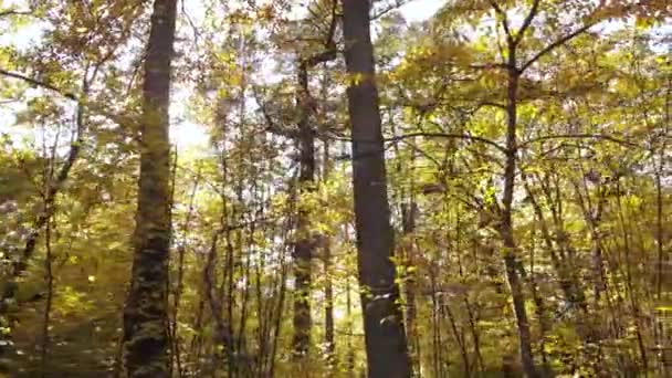 Δάσος όμορφο τοπίο σε μια μέρα του φθινοπώρου — Αρχείο Βίντεο
